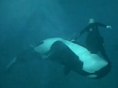 Orca arrasta