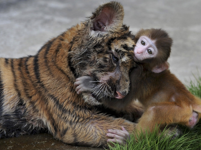 Macaco reso e trigre