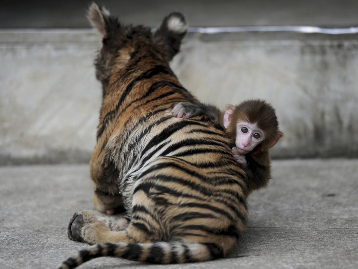 Macaco reso e trigre