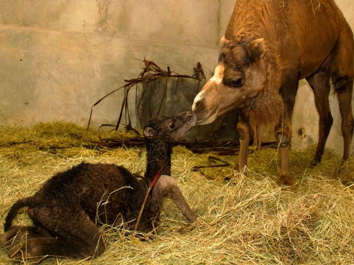 Carlos Nader/Zoo de SP