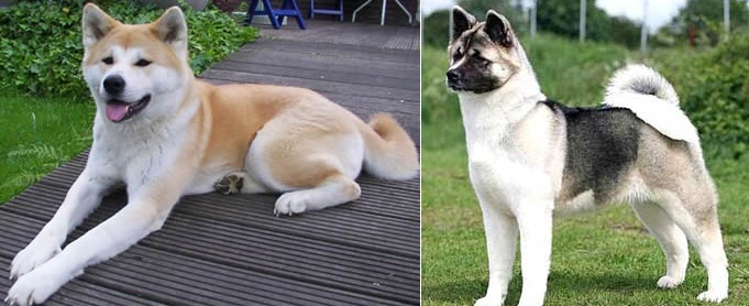 akita-2012