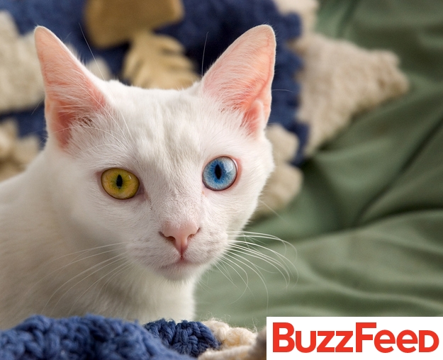 Reprodução/ Buzzfeed