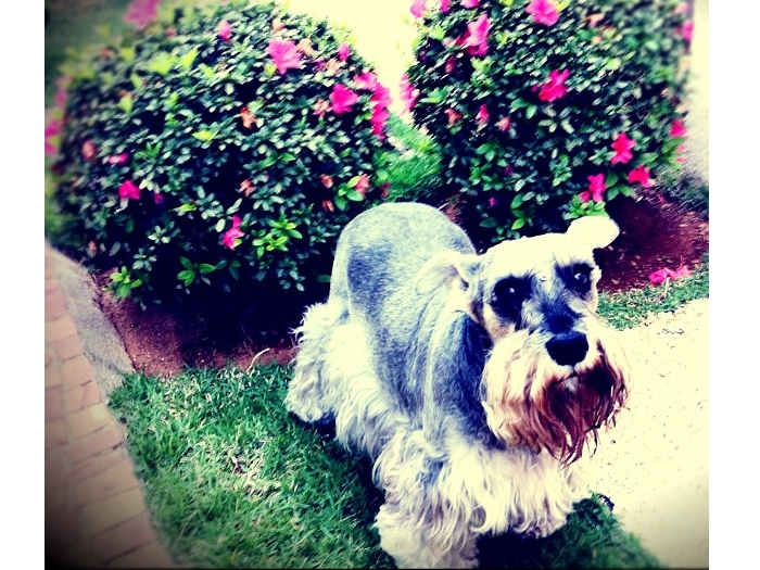 cachorro-tl-2012