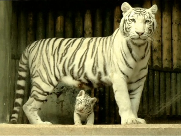 tigre.jpg