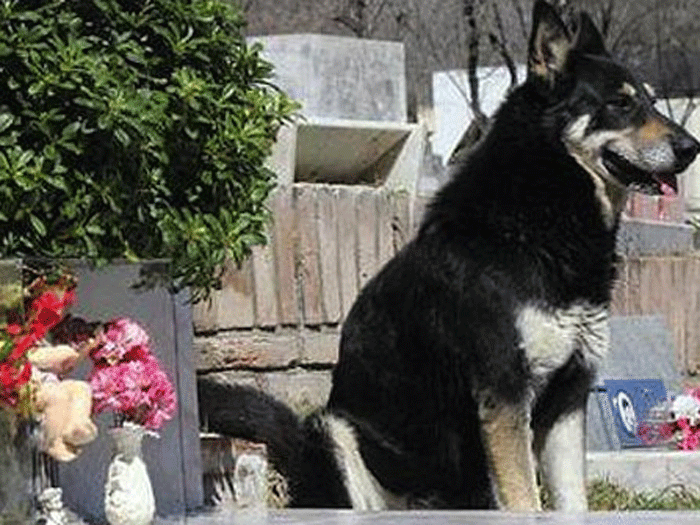 cão fiel