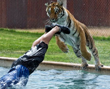 Entre as imagens da semana teve <br>até tigre mergulhando na piscina!