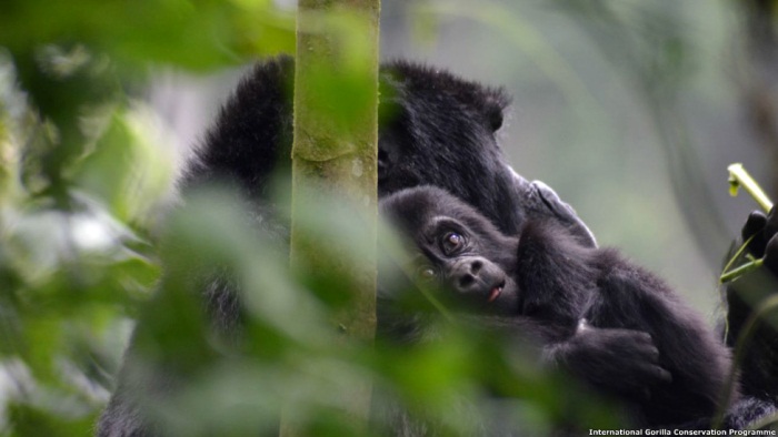 Popula&ccedil;&atilde;o de gorilas aumenta na &Aacute;frica - Foto 1 - Bichos - R7