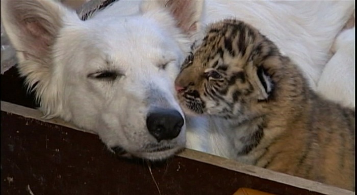 Cadela adota filhotes de tigre rejeitados pela m&atilde;e - Foto 1 - Bichos ...
