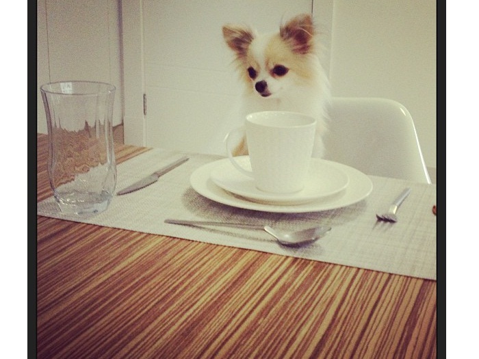 Adivinhe de quem &eacute; esse cachorrinho? - Bichos - R7
