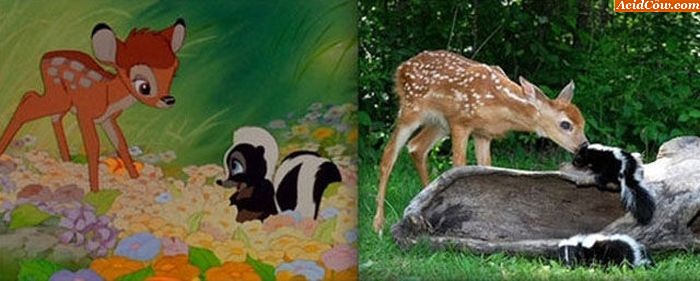 Eles existem! Veja os bichos dos desenhos na vida real! - Foto 11 ...