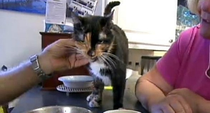 Gata se perde dos donos e caminha 300 km durante mais de dois ...