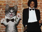 Beatles, Kiss e até Michael Jackson: gatos recriam capas de discos famosos!