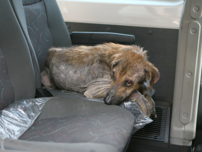 Suspeita de maus-tratos a animais n&atilde;o tinha licen&ccedil;a para manter ...