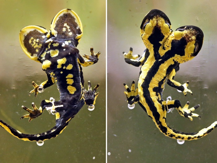 Salamandra