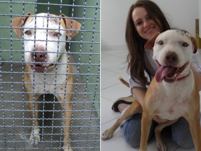 Cachorro enterrado vivo no interior de SP se recupera e procura ...