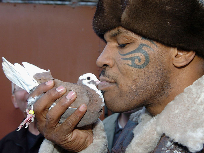 Ex de Tyson teria cozinhado e comido pombo de ex- pugilista na ...