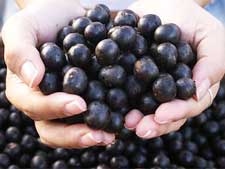 Você sabia que o açaí é um dos alimentos mais poderosos?