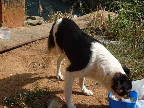 Cães são abandonados com as desapropriações para a Copa