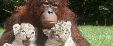 Bichos dão o que falar na semana. Veja fotos