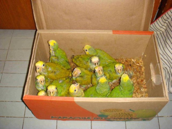 Animais foram encaminhados ao Ibama, onde serão submetidos a exames