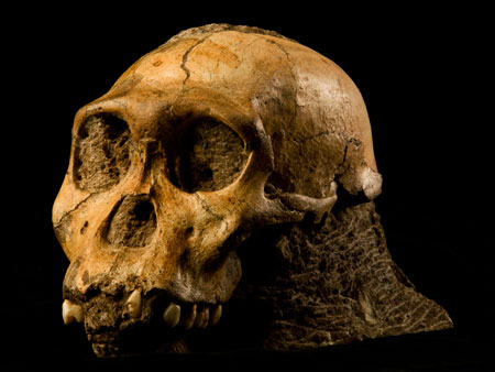 ancestral homem 450x338